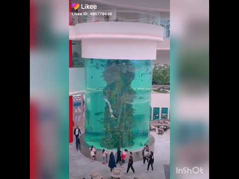 حورية البحر حقيقية