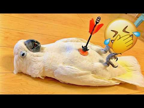 Funny Parrot 🦜 The Parrot Plays Dead After Arrow Hit | Funny Parrot Videos 2026