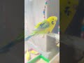 TCB Budgies Age 75 day's good quality #birds #budgies #lovebirds #parrot #sufizexoticbird