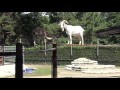 海ノ中道海浜公園　動物の森　動物を全部見る の動画、YouTube動画。