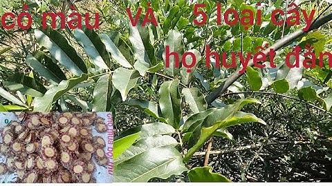 cách nhận biết cây cỏ máu và phân biệt 5 loại cây họ huyết đằng.