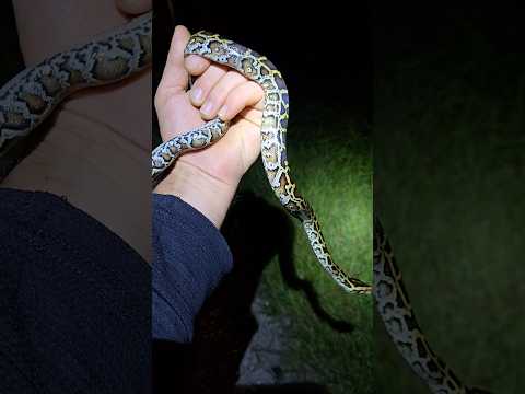 Burmese Python in Florida #python #snake #wildlife #florida #nature