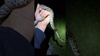 Burmese Python in Florida #python #snake #wildlife #florida #nature