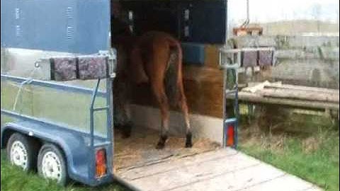 Talisman Farm Weanlings Trailer Loading