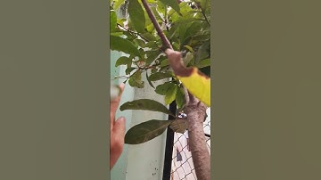 MUỐN LỘC VỪNG RA HOA LÀM THẾ NÀO #Shorts