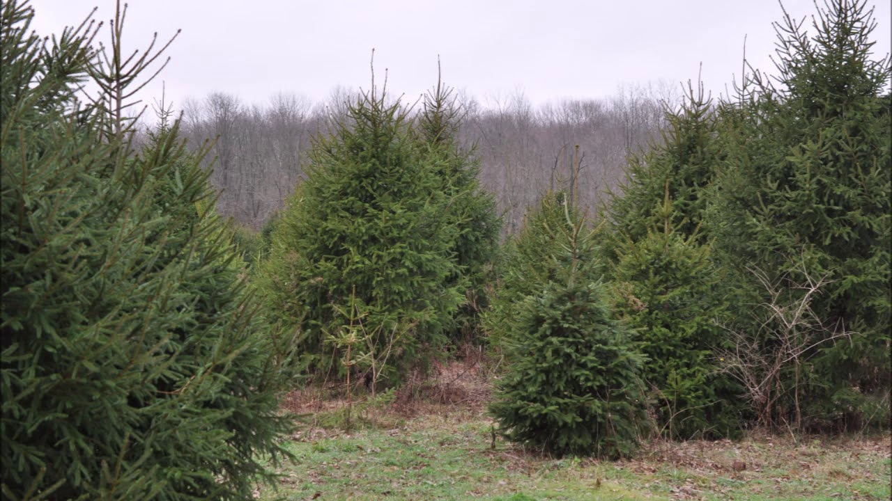 Someone lost a Nice Flashlight while hunting