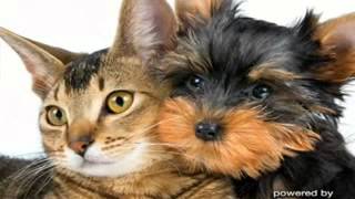 Vellore Village Pet Hospital