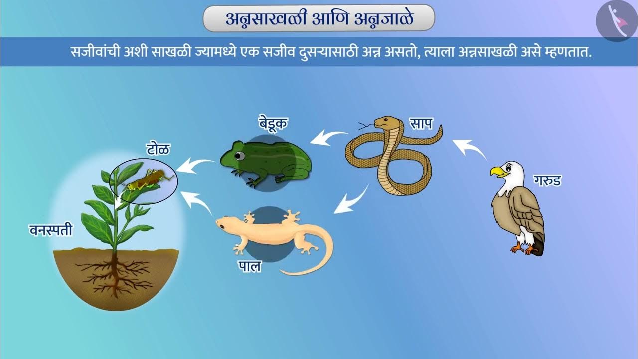 part-1-1-components-of-the-ecosystem-marathi