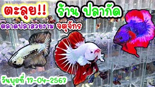 คนเลี้ยง​สัตว์​ EP.225 ตะลุย!! ร้าน​ ปลากัด​สวยงาม​ ตลาดปลาจตุจักร​ #ปลากัด #fish #bettafish​