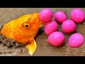 Golden Carp eel - Stop Motion ASMR Primitive Experiment Cooking Unbelievable fish eggs movement!