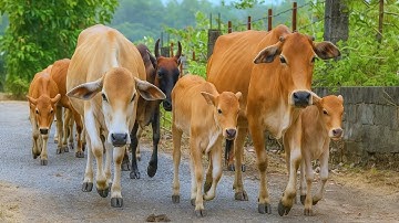 Gembala Sapi lembu jinak Di musim Hujan Menuju kandang, Suara Sapi Moo, Kerumunan Sapi Lucu di jalan