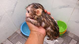 Famous Little Baby Monkey She So Small Net Worth