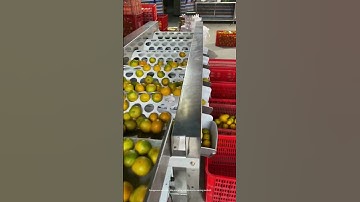 good simple tool machine sorting oranges by size easily !