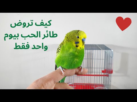 فيديو: كيفية ترويض ببغاء طائر الحب