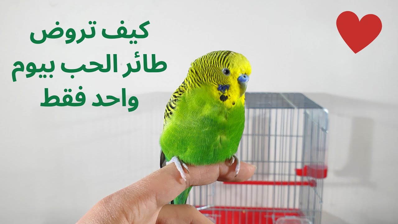 سر ترويض طائر البادجي باقل من ساعة بدون تجويع ولا قص للريش