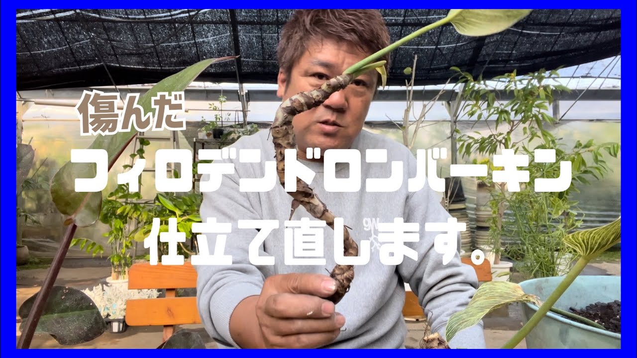 傷んだフィロデンドロン・バーキン仕立て直します。【どーせだからお洒落に】