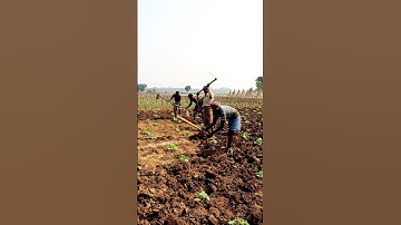 Spading in Cucumber Field #shorts