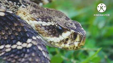 OMG! Capuchin Monkey Save Mouse From Banded Rasal Viper Snake Hunt ! Sumit Yadav