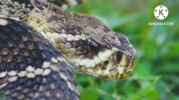 OMG! Capuchin Monkey Save Mouse From Banded Rasal Viper Snake Hunt ! Sumit Yadav