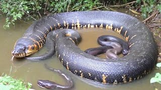 Hidden Giants of the Wetlands