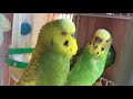 Male Budgie/Parakeet Courting Female(Oliver And Kale)(Волнистых попугаев)