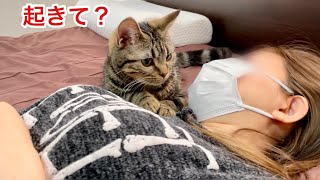 ゲーム中に寝落ちした飼い主を一生懸命起こそうと頑張るイケメン子猫w