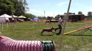 Rocky The Pit Bull Agility Dog Jackpot Level 5. 91414