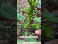 Prune okra side shoots: focus nutrients, boost quality. #gardening #okra #asmr #stisfying