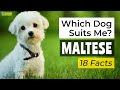 Is a Maltese the Right Dog Breed for Me? 18 Facts About Maltese Dogs!