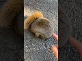 道にぬいぐるみ？　#ムササビ　#モモンガ　#林道　#ジムニーシエラ