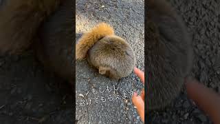 道にぬいぐるみ? #ムササビ #モモンガ #林道 #ジムニーシエラ