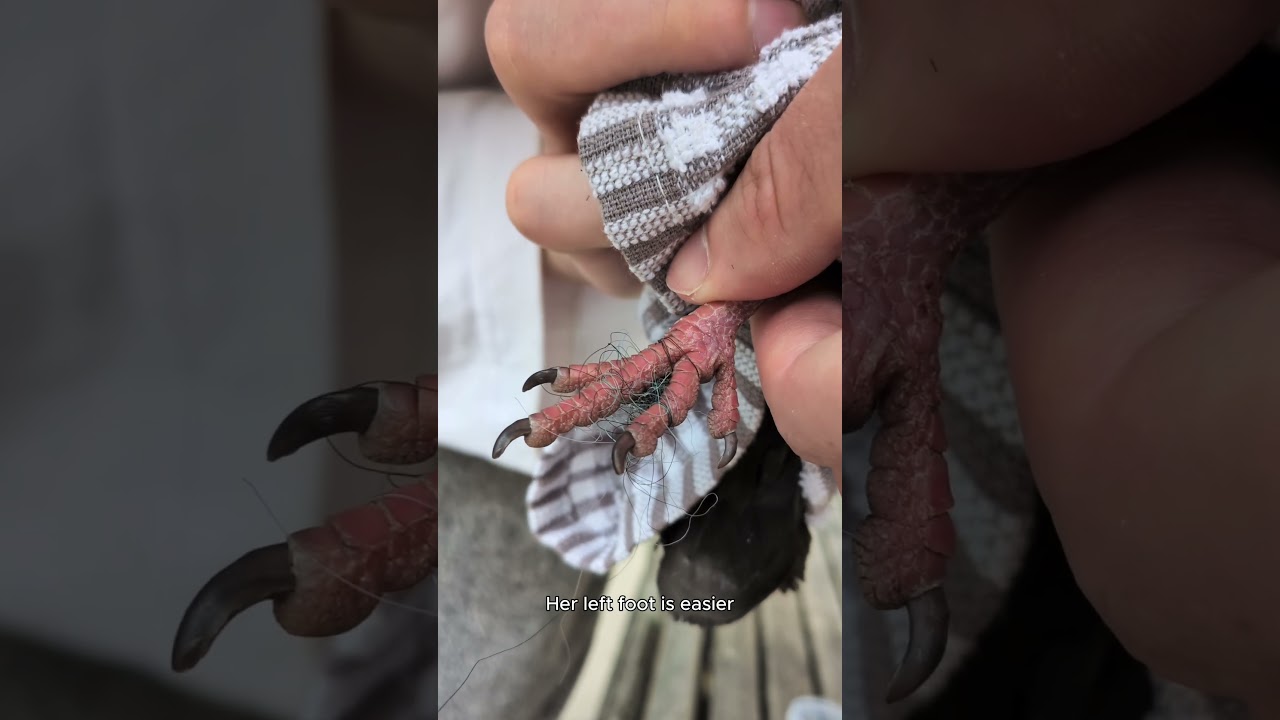 Catching and de-stringing a fledgling pigeon #animalrescue #pigeon #animalrescue #birds #manchester