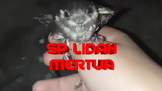 SP LIDAH MERTUA by atax walet