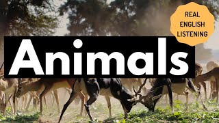 Simplified Speech #84 - Animals