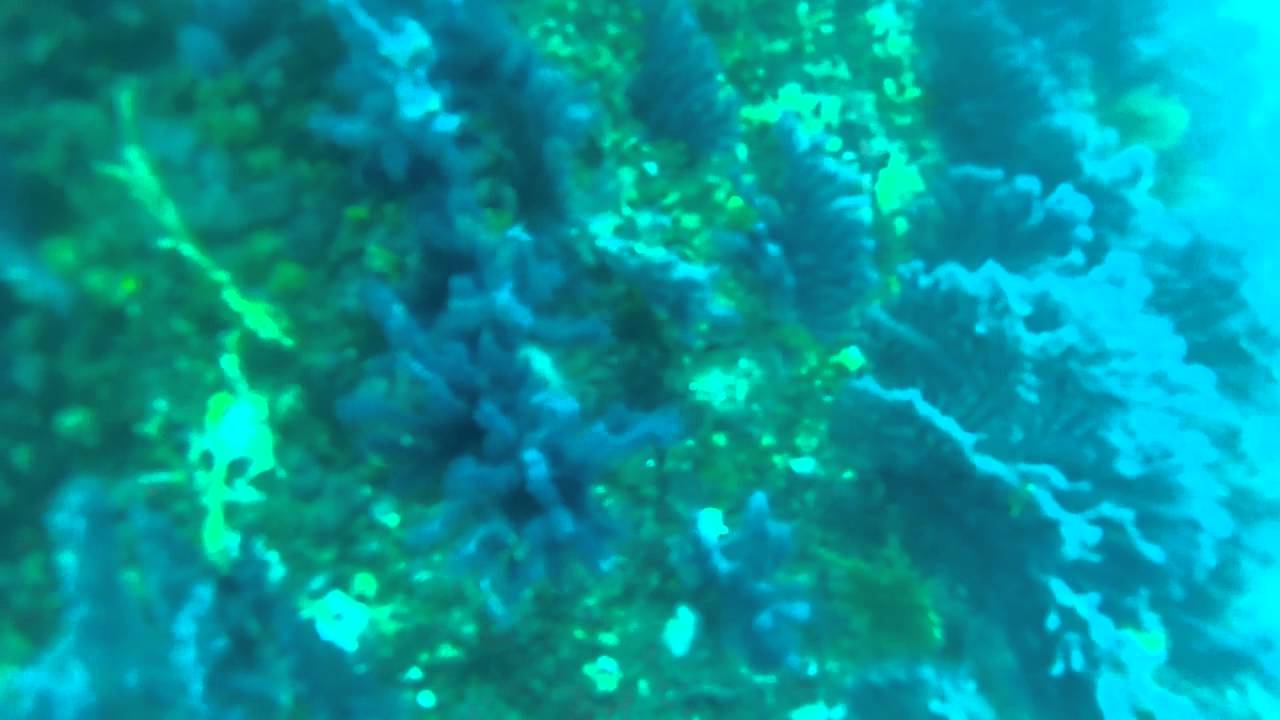 ATSCAF PLONGEE MARSEILLE PHARILLON