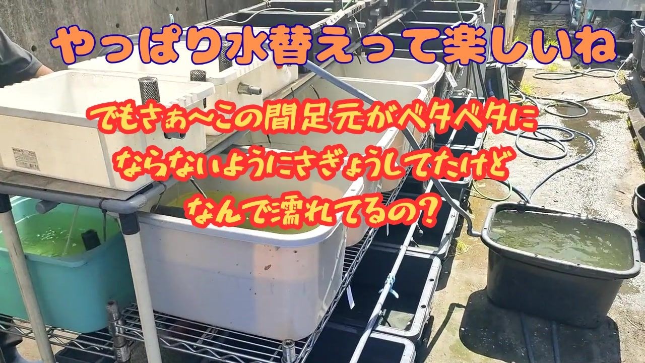 No.137【ADA】プロレイザーを買ってみた【開封&使用レビュー】 - YouTube