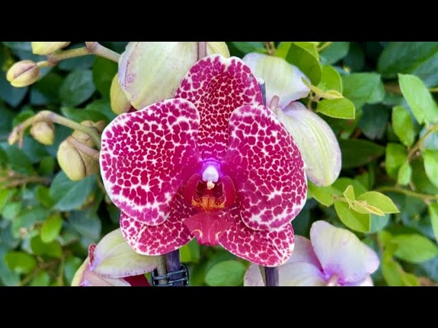 Орхидея Сезам описание сорта характеристики особенности посадки и выращивания отзывы