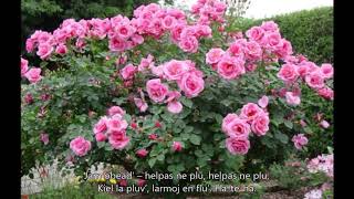 Édesanyám rózsafája – Esperanto-subtekstoj