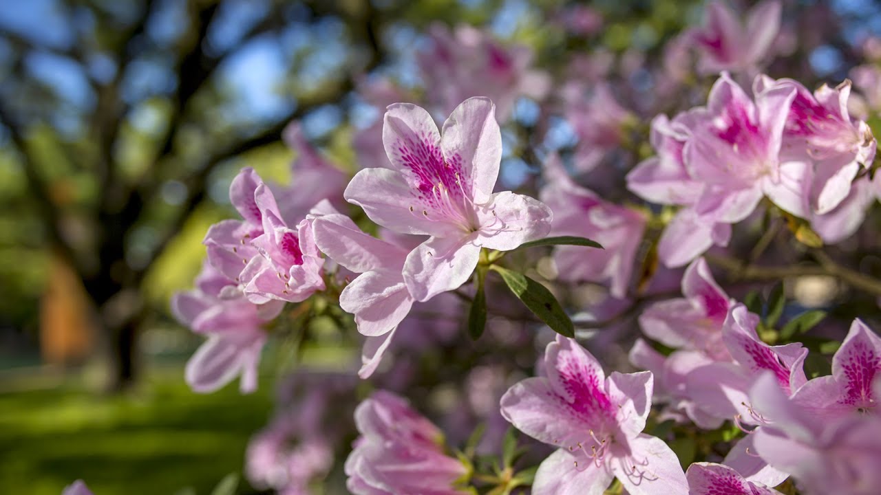 Happy First Day of Spring!