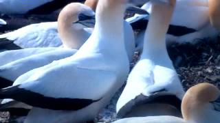 VID-20121123-00006