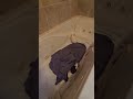 They went in the bathtub and this is what happened. #followtheleader #adil #guineapig