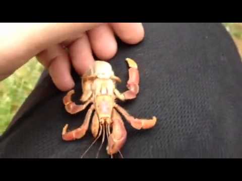 naked hermit crabs Naked hermit crabs