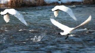 を 言葉 何 白鳥 の 歌 指す