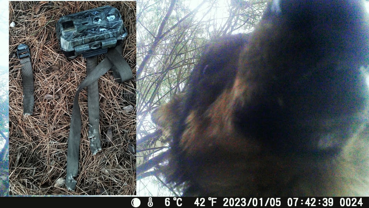 Lupo aggredisce fototrappola