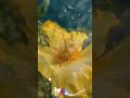 Relaxing and Healing Music With Beautiful Water & Bird Sounds