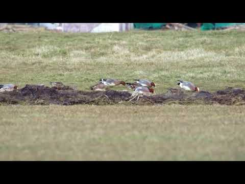 Amerikaanse smient in Nederland / American widgeon in The Netherlands