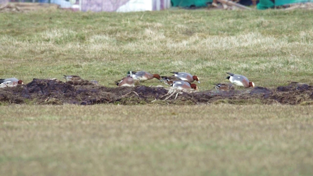 Amerikaanse smient in Nederland / American widgeon in The Netherlands