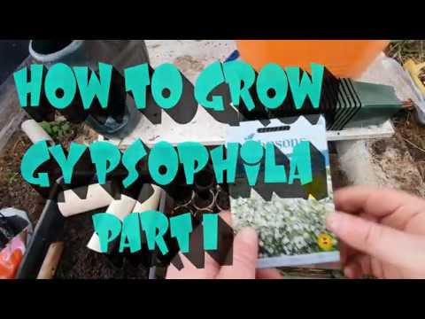 How to grow gypsophila from seed part 1