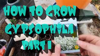 How to grow gypsophila from seed part 1