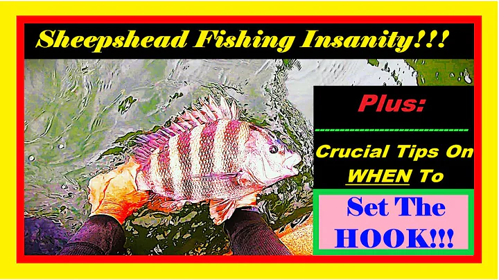 When Should You SET THE HOOK? Sheepshead Tips & Tricks!